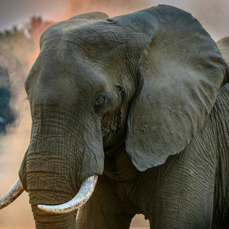 Masai Mara Game drive