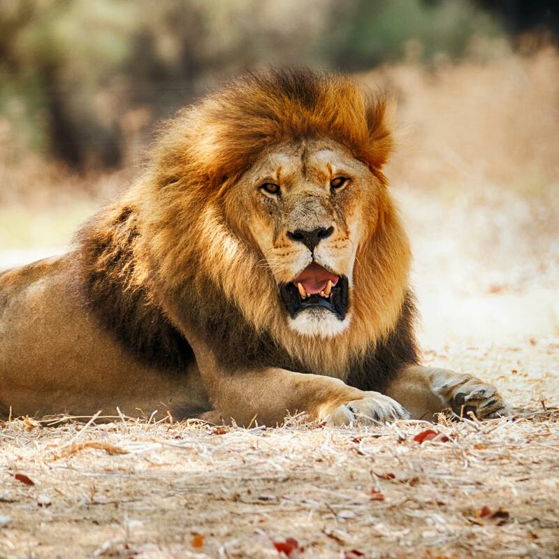 Masai Mara National Reserve