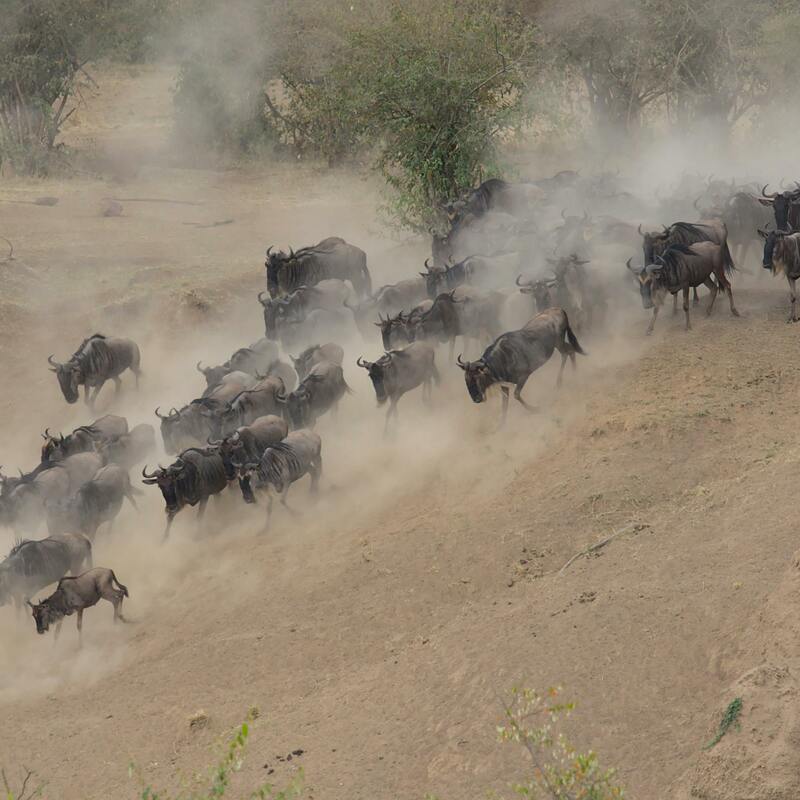 Wilder Beast Migration (Tsavo National Reserve)